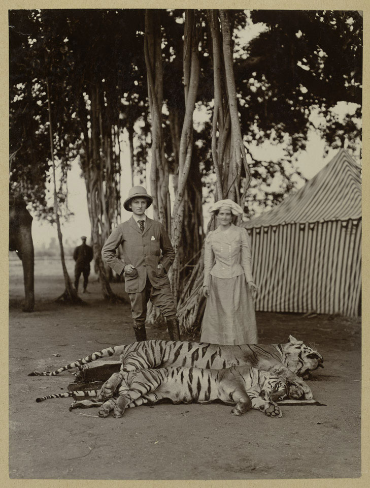 A black and white photograph. Two english aristocrats, Lord and Lady Curzon, stand over two dead tigers they have hunted in India.